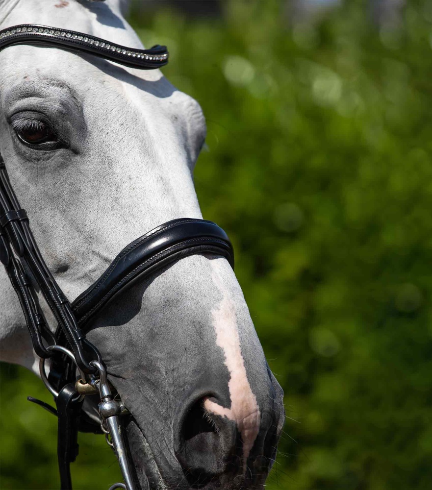 Premier Equine Abriano Anatomic Double Bridle